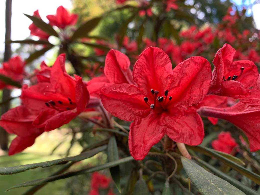 R. griersonianum